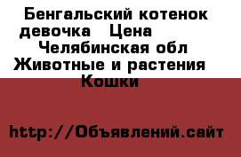 Бенгальский котенок девочка › Цена ­ 2 000 - Челябинская обл. Животные и растения » Кошки   